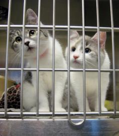 Cats in Animal Shelter